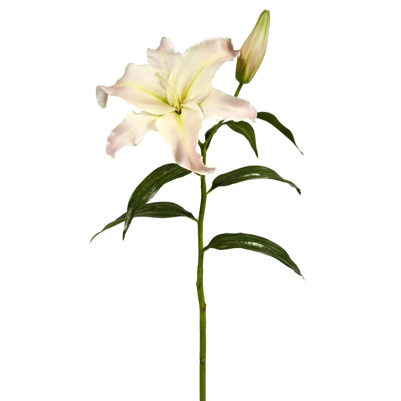 LILY CASABLANCA 27'' (PINK)