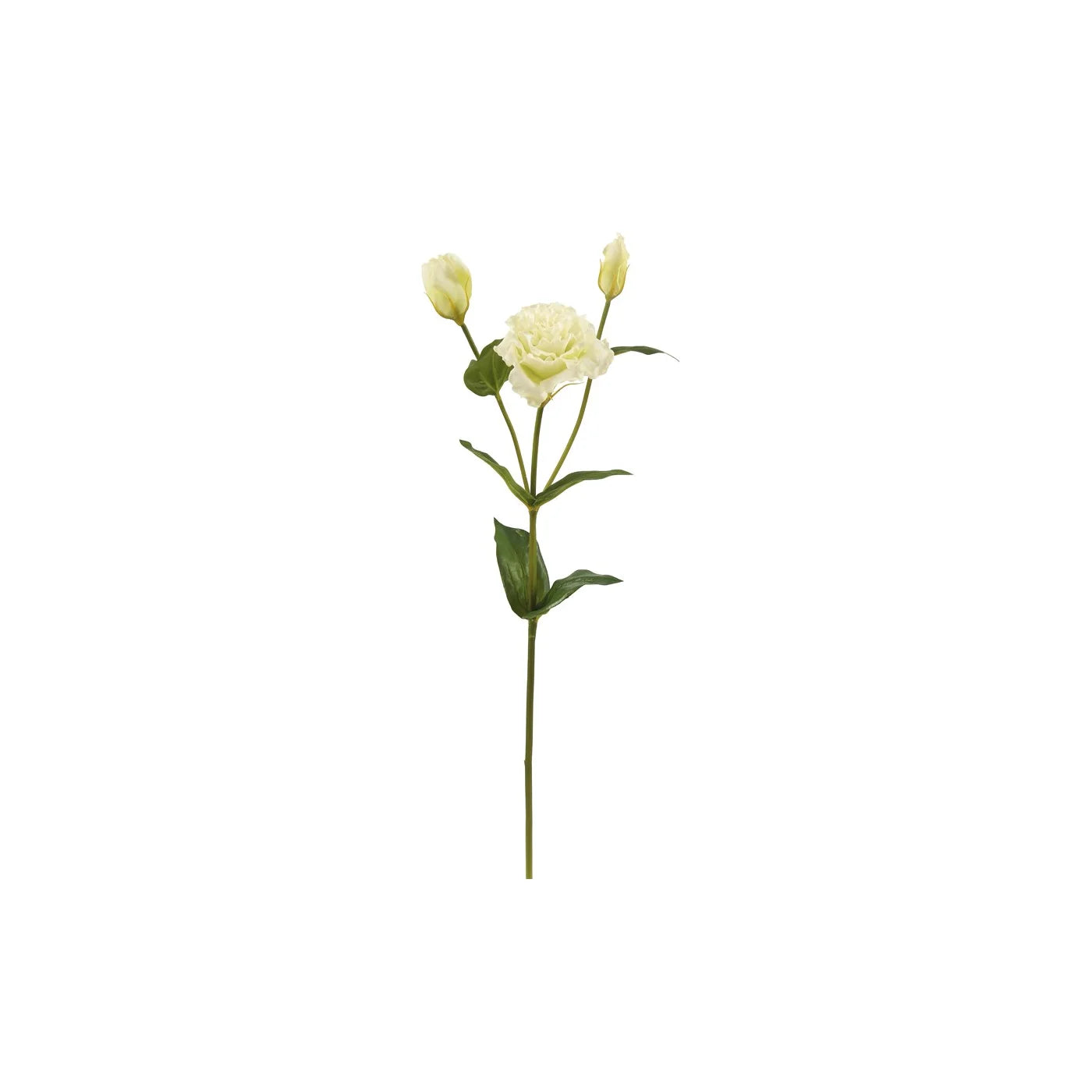 LISIANTHUS 22'' (WHITE)