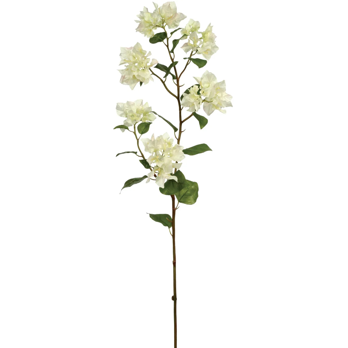 BOUGAINVILLEA 37.5'' (WHITE)