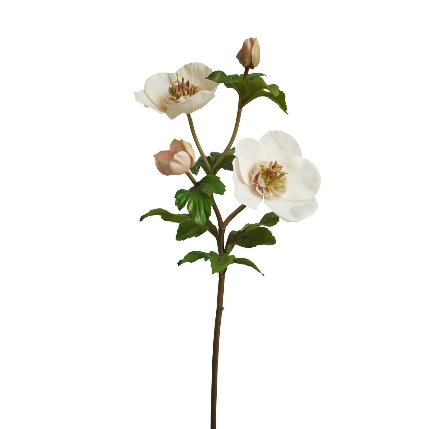 HELLEBORES ROSE 21''