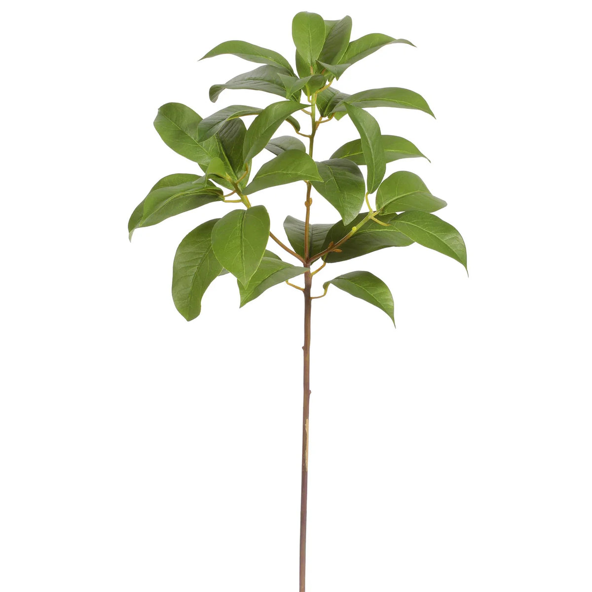 LAUREL LEAF 23'' (GREEN)