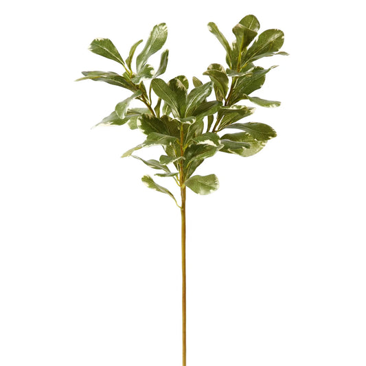 PITTOSPORUM SPRAY S. 20'' (GREEN)