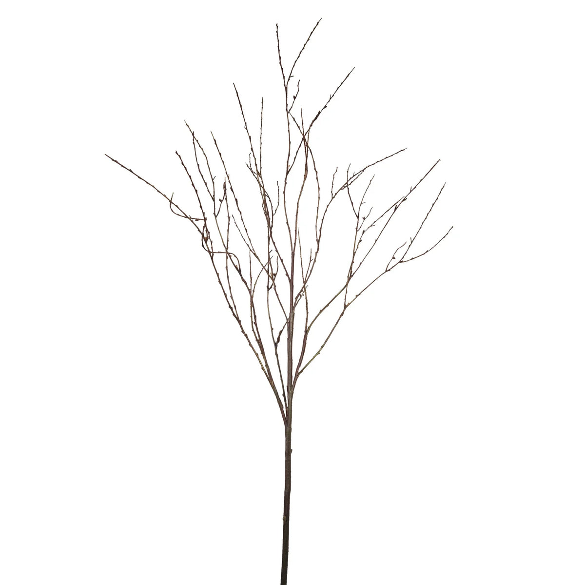 TWIG 52.5''