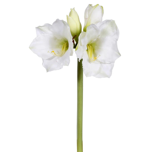 AMARYLLIS X2 M. 19.5''